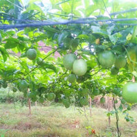 Plant Trellis Netting for Climbing Vines, Fruits, and Flowers