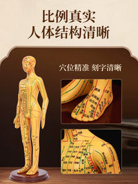 Acupuncture Meridian Human Body Model with Acupoints, Soft Rubber for Needle Practice