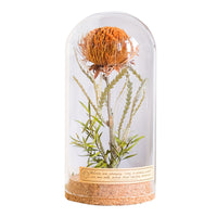 Vintage Dried Flower Specimen Glass Dome Ornament for Home Decor and Gifting