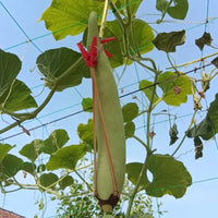 Greenhouse Film Clips for Plastic Sheeting - Durable Fasteners for Warmhouses and Garden Structures