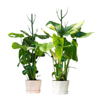 Moss Pole Plant Support Stakes with Orchid Clips and Ties for Indoor Outdoor Climbing Plants