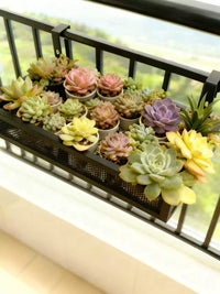 Balcony Railing Hanging Planter Shelf for Potted Plants and Succulents, Iron Art Window Sill Flower Pot Holder