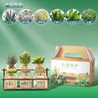 Hydroponic Succulent Cactus Desktop Planter for Air Purification and Drought Resistance