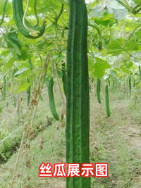 Garden Trellis Netting for Climbing Plants, Fruits, and Vegetables
