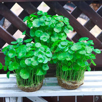 Hydroponic Chinese Coin Grass (Copper Coin Grass) Potted Plant for Indoor Decor