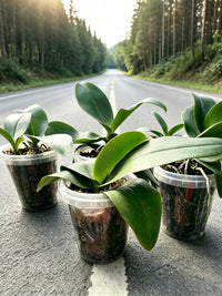Orchid Planter Plastic Milk Tea Cup Style Pot for Indoor Plants