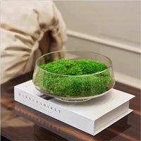 Large Mouth Clear Glass Hydroponic Terrarium Vase for Moss Micro Landscape and Artificial Floral Decor