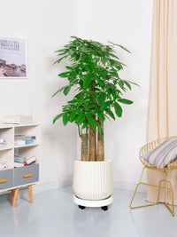 Luxury Resin Planter Pot for Indoor Large Green Plants, Money Tree, Orchid, Snake Plant