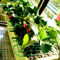 Square Strawberry Support Frame Garden Stand Anti-Toppling Fruit Holder Gardening Supplies Strawberry Planting Support Rack