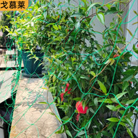 Plant Climbing Net Trellis for Garden Passion Fruit and Vines, Heavy-Duty Support Netting