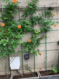 Plant Support Stakes for Climbing Vines, Garden Trellis for Vegetables and Flowers, Heavy Duty Steel Plant Cages