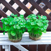 Hydroponic Chinese Coin Grass (Copper Coin Grass) Potted Plant for Indoor Decor