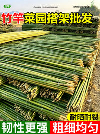 Treated Bamboo Stakes for Garden Climbing Plants and Vegetable Support