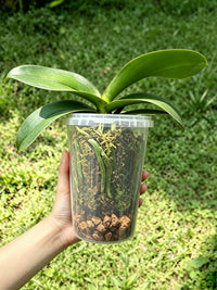 Orchid Planter Plastic Milk Tea Cup Style Pot for Indoor Plants