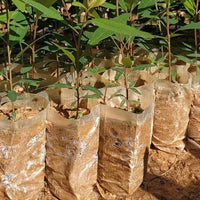 Biodegradable Non-Woven Seedling Nursery Bags
