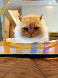 Pet Tent Bed for Cats and Small Dogs, Breathable Four Seasons Universal Removable Washable