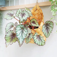 Rustic Woven Wall Hanging Basket Planter for Dried Flowers and Storage