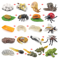 Life Cycle Animal Model Toys for Early Education