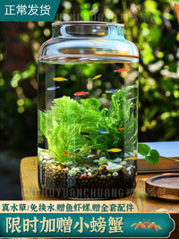 Self-Sustaining Ecosystem Glass Terrarium for Desktop