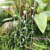 Wrought Iron Climbing Plant Trellis for Garden Decoration