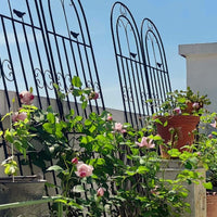 Garden Trellis for Climbing Plants, Rose, Clematis, and Ivy - Metal Arch Support for Patio and Villa