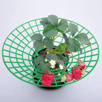 Strawberry Plant Support Stand for Garden and Potted Plants, Prevents Rot and Waterlogging