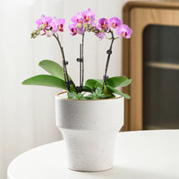 Nordic Ceramic Orchid Planter Pot with Stand for Indoor Plants