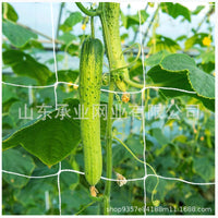 Trellis Netting for Climbing Plants, Polyester Garden Support Net for Fruits and Vegetables
