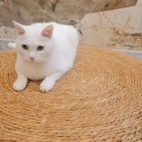 Large Cat Scratching Pad & Lounger, Woven Seagrass Scratch Bowl, Durable Cat Scratcher Bed