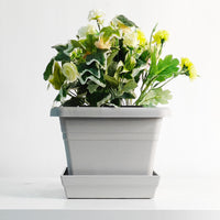 Universal Plastic Square Bulb Planter for Hyacinths, Lilies, and Oxalis