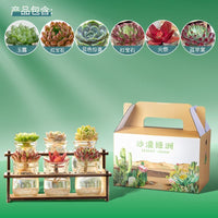 Hydroponic Succulent Cactus Desktop Planter for Air Purification and Drought Resistance