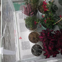 Mini Greenhouse for Indoor Outdoor Plant Cultivation, Seedling Germination, and Plant Protection