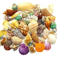 Natural Seashell & Starfish Aquarium Decor for Hermit Crabs & Crafts