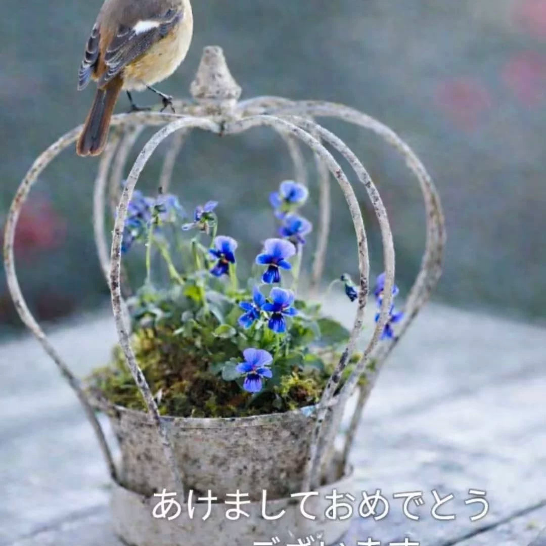 Iron Art Crown Birdcage Planter Retro Japanese Garden Decoration Bulb Horned Violet Pot