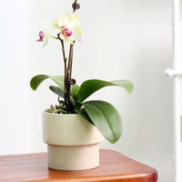 Nordic Ceramic Planter Pot for Succulents Orchids Hydroponics - Pink