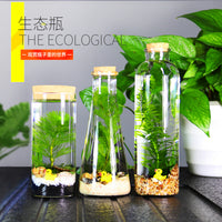 Self-Sustaining Ecosystem Betta Fish Tank Micro Landscape DIY Ornament