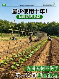 Bamboo Stakes for Garden Trellis, Vegetable Support, Cucumber and Bean Plant Climbing Frame, Small Bamboo Poles for Fences and Vines