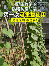 Natural Bamboo Garden Stakes for Plant Support and Trellises