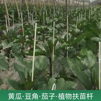 Fiberglass Plant Support Stakes for Climbing Vegetables and Fruits