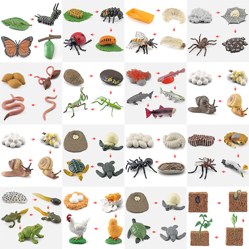 Life Cycle Animal Model Toys for Early Education