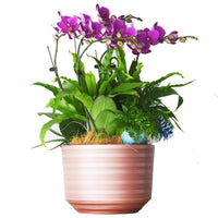 Orchid Pot with Tray, Thickened Plastic Planter for Phalaenopsis, 20cm Outer Diameter