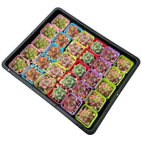 Succulent Seedling Tray Set with Square Pots and Drip Tray