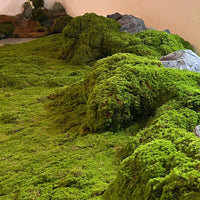 Artificial Moss Landscape Mat for Micro-Landscape and Potted Plant Decoration