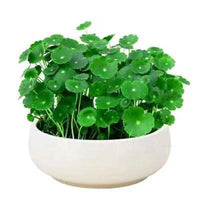 Hydroponic Chinese Coin Grass (Copper Coin Grass) Potted Plant for Indoor Decor