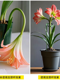Plant Support Stakes for Potted Plants, Monstera, Amaryllis, Lily, Tomato, and Climbing Vines