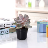 Plastic Nursery Pots for Seedlings and Succulents - White and Black Small Round Planters