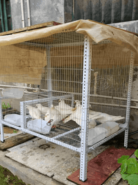 Galvanized Welded Wire Mesh Fence for Poultry and Pet Enclosures