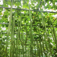 Heavy-Duty Trellis Netting for Climbing Plants, Fruits, and Vegetables - Garden and Farm Use