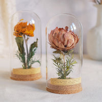 Vintage Dried Flower Specimen Glass Dome Ornament for Home Decor and Gifting