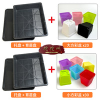 Succulent Seedling Tray Set with Square Pots and Drip Tray
